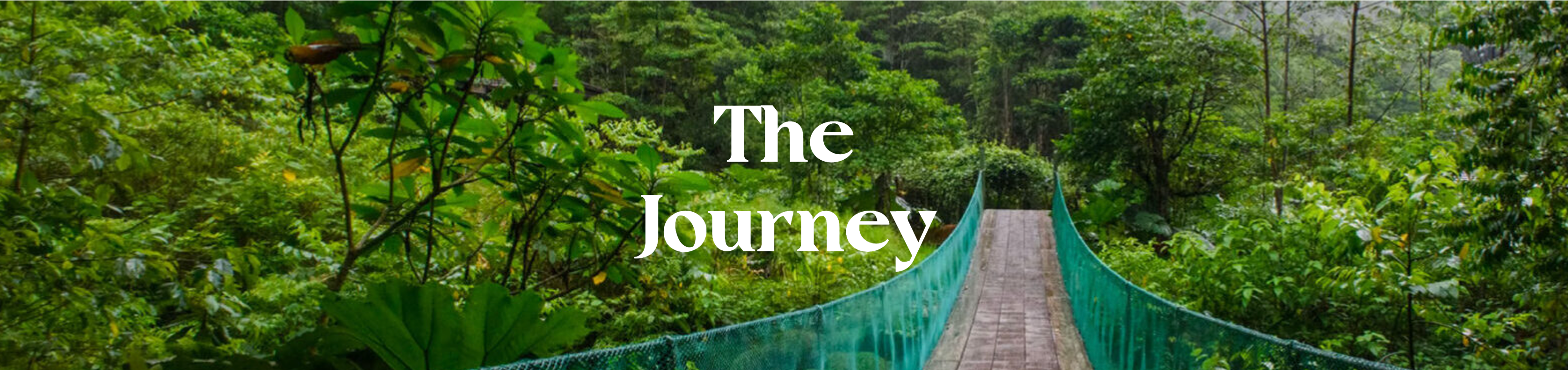 Banner image of a bridge in the jungle of Equador